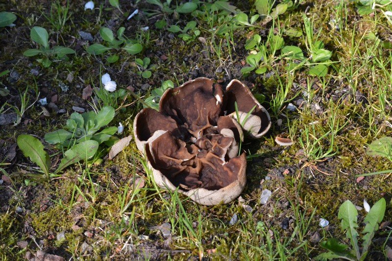 Pouvez vous m'aider a identifier ce champignon ?? 80l5