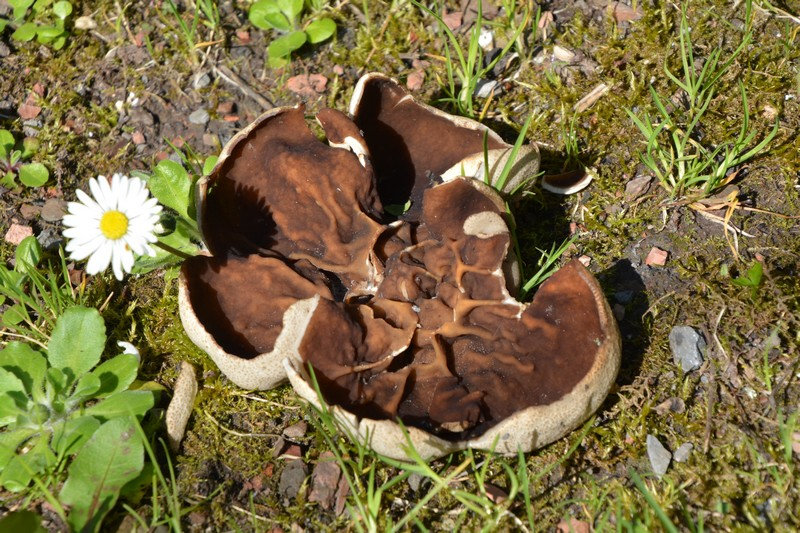 Pouvez vous m'aider a identifier ce champignon ?? Mkod