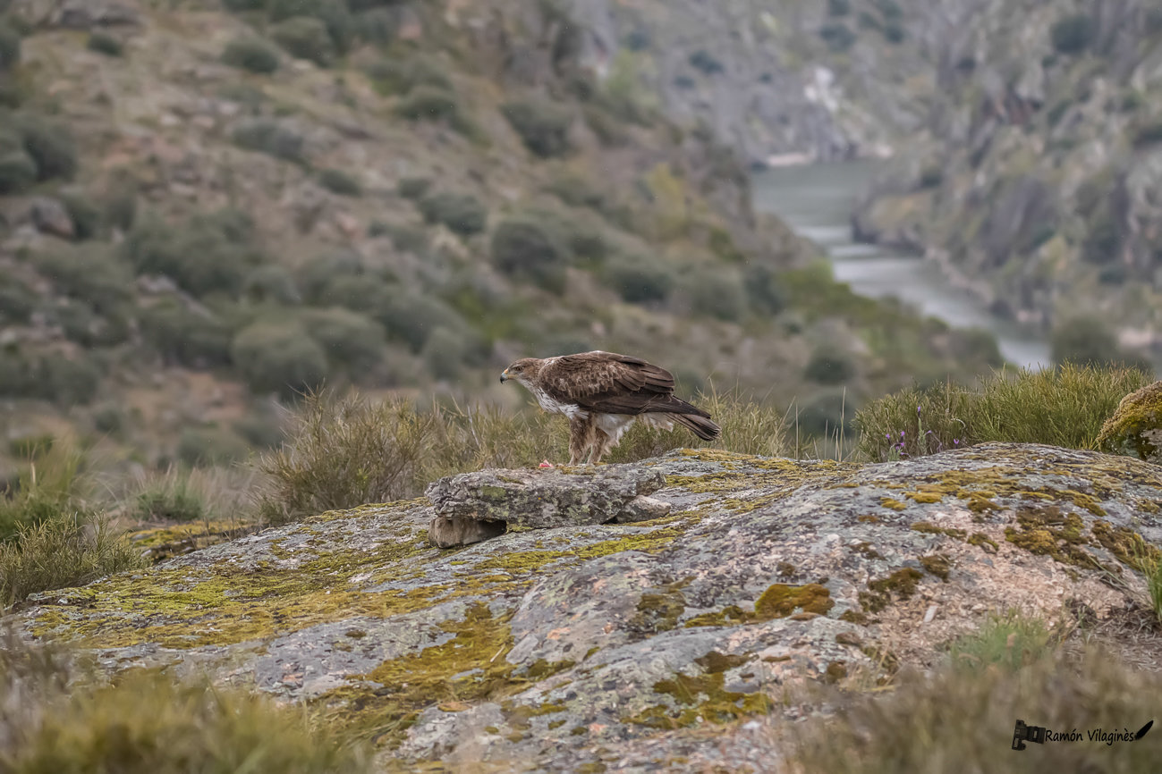 Aigle de Bonelli Qdrp