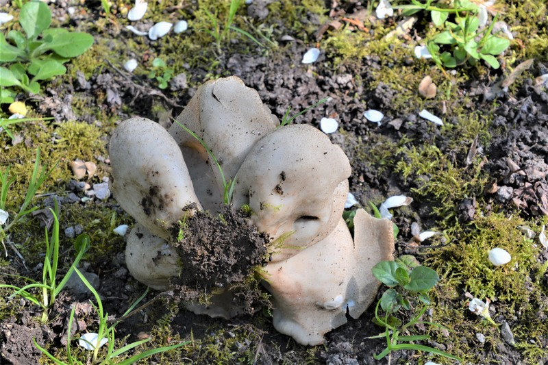 Pouvez vous m'aider a identifier ce champignon ?? Tuv2
