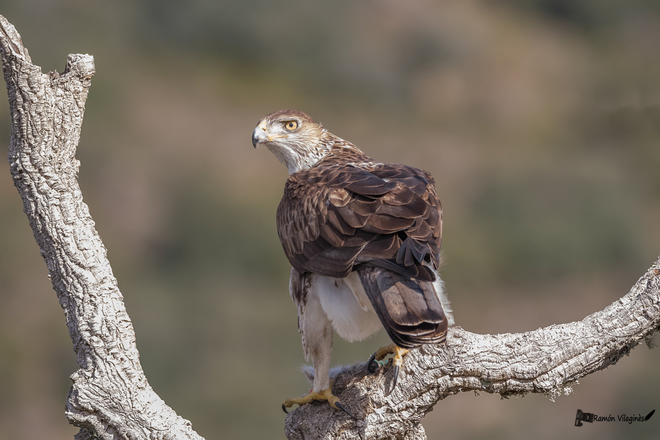 Aigle de Bonelli L7z0