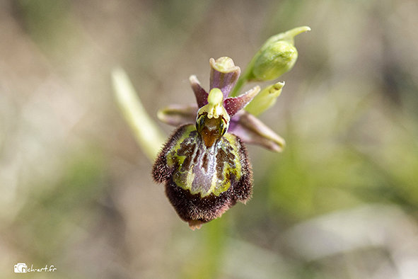 Ophrys Fuciflora x speculum 7ek2