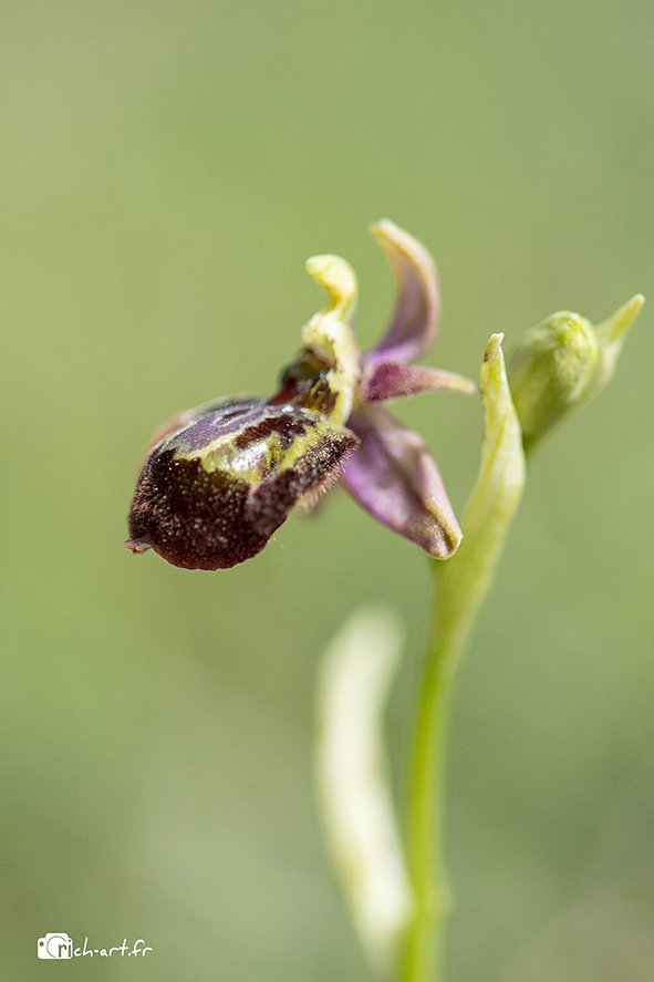 Ophrys Fuciflora x speculum Cwfg