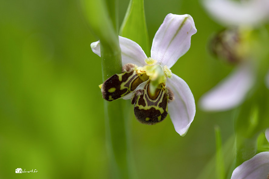 Quelques Lusus d'Ophrys apifera Kwyp