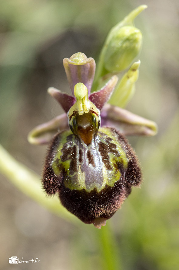 Ophrys Fuciflora x speculum Qyj8