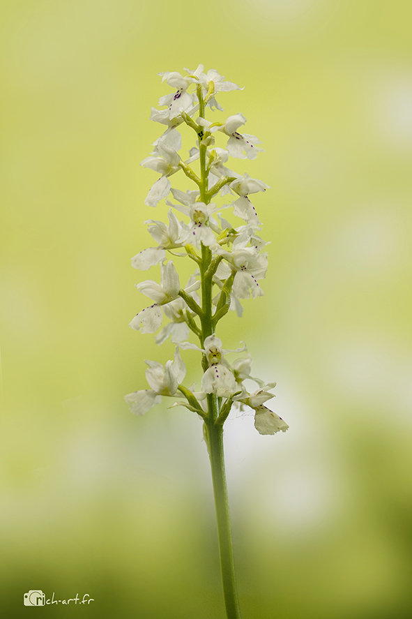 Orchis mascula&ie  hypochrome Uw65