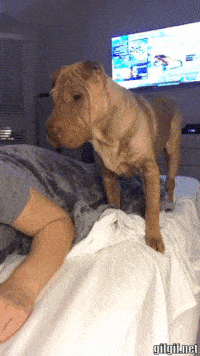https://zupimages.net/up/19/25/7ask.gif