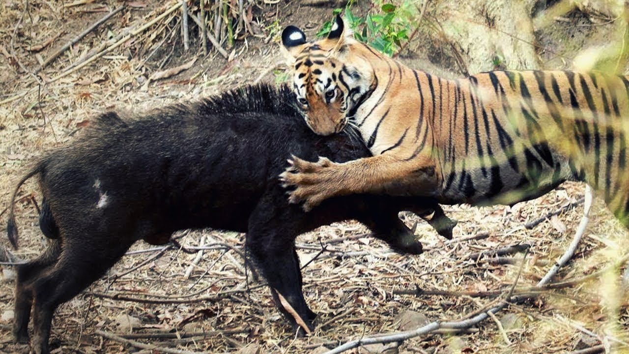 Apex modern land predators pound/pound? Carnivora