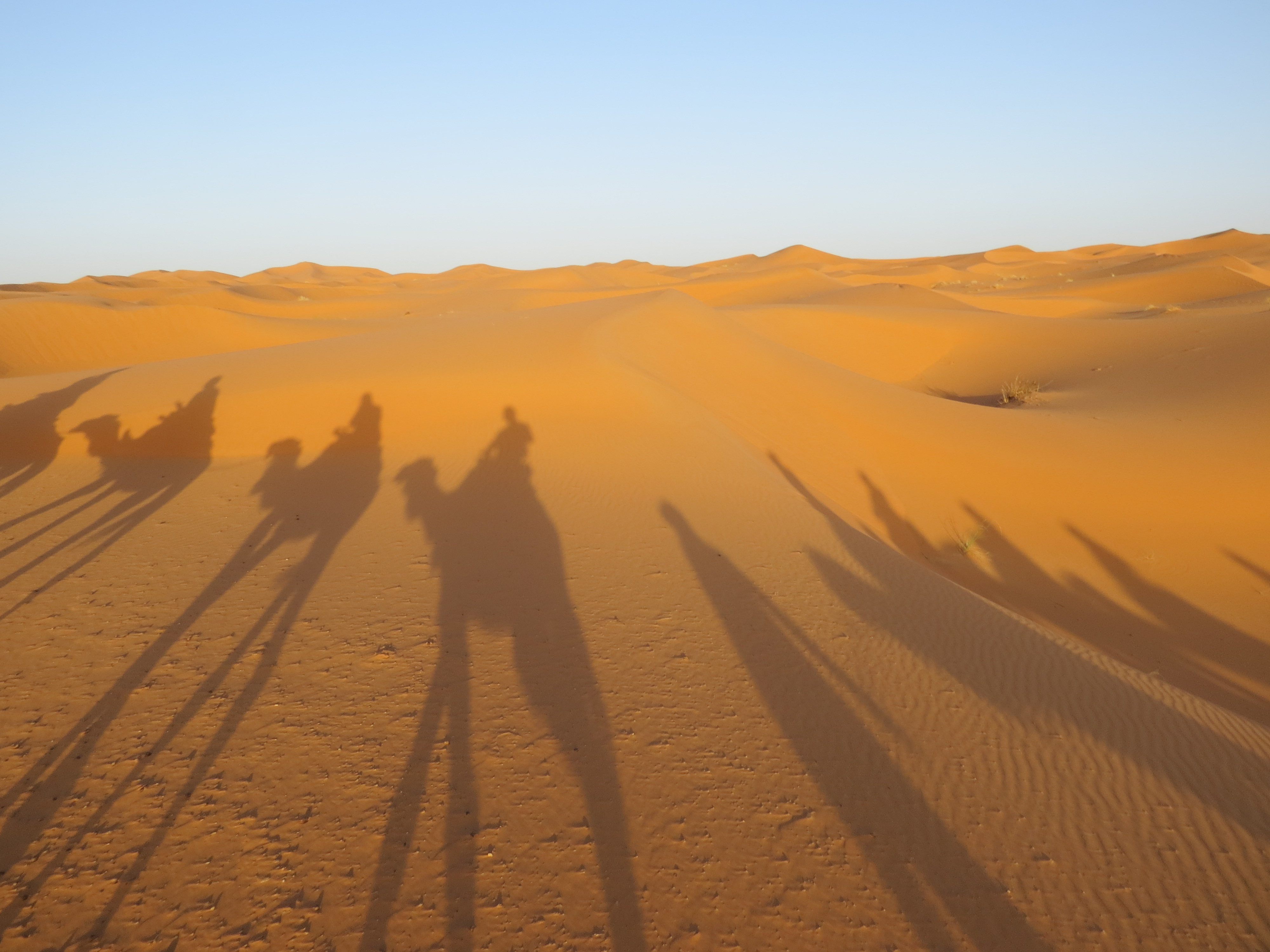 Dromadaires dans le désert de l'erg chebbi au Maroc