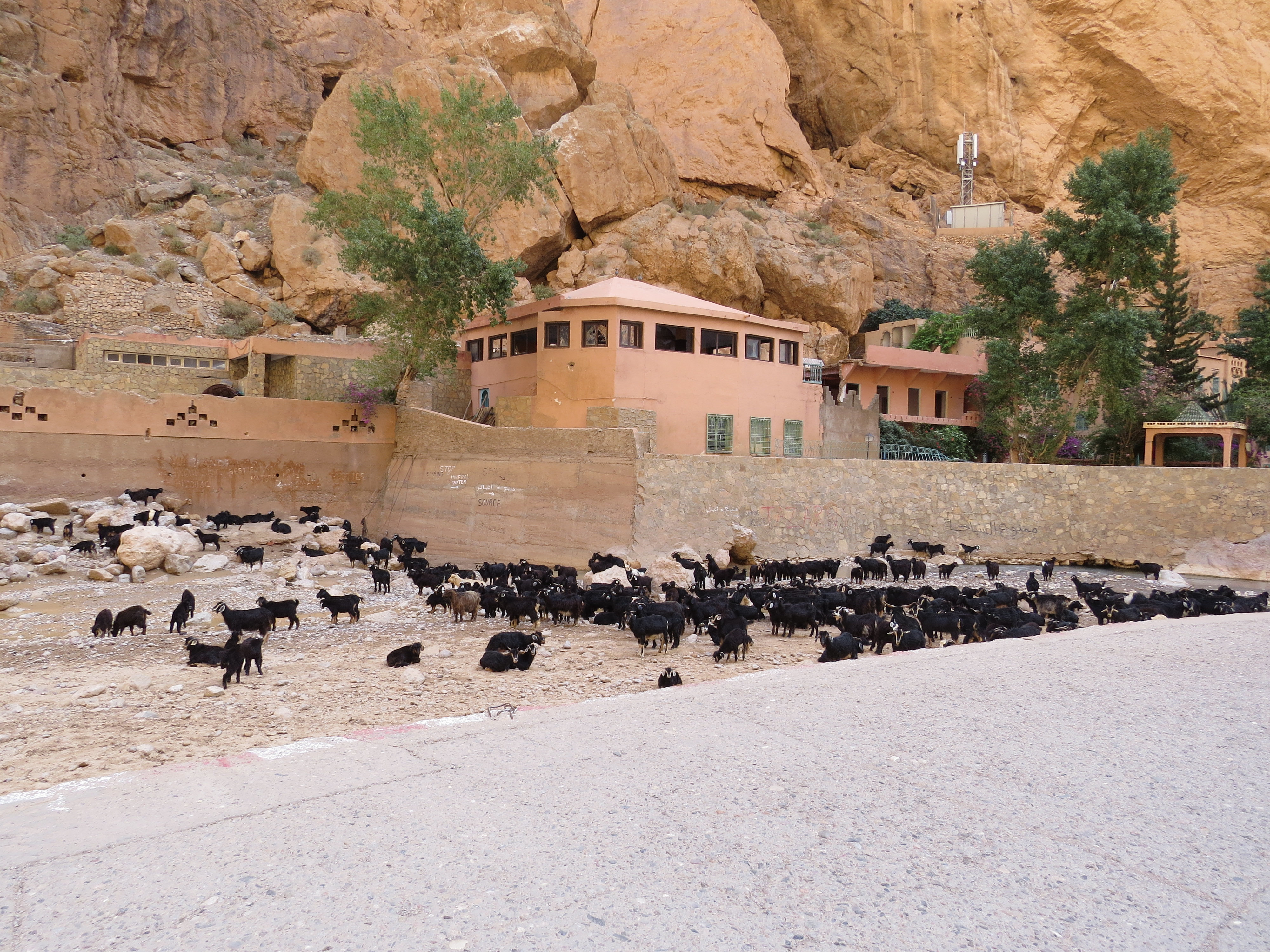 Chèvres dans l'Oued des Gorges du Todgha au Maroc