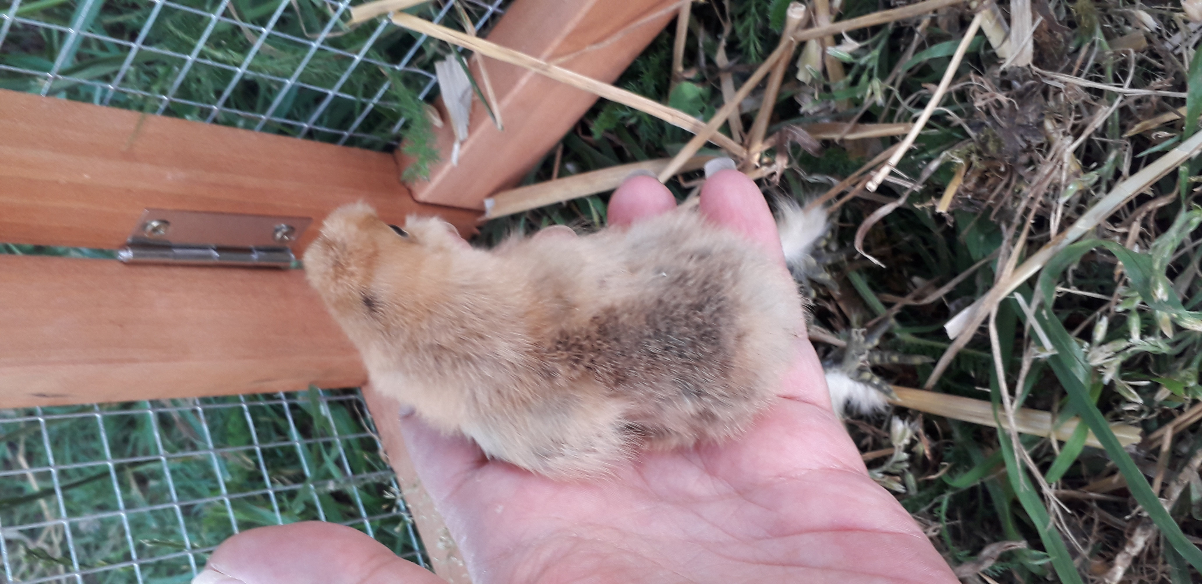 Couleur bébé poule soie Grj7