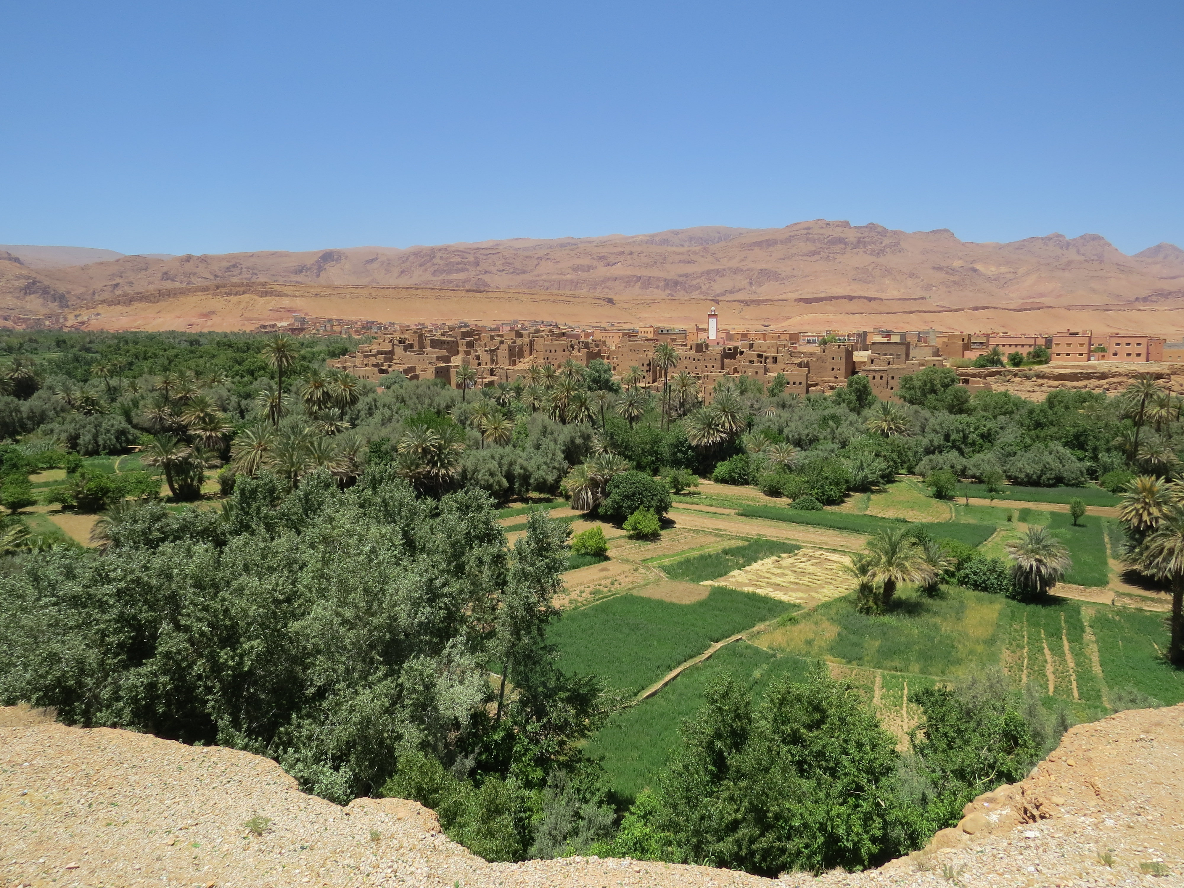 Point de vue sur la palmeraie de Thinghir au Maroc