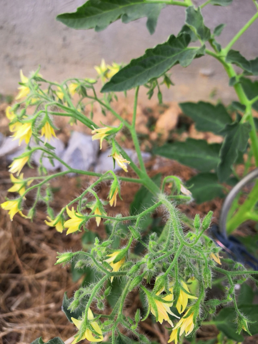 Fleurs de tomates qui sèchent : Le potager - Rustica.fr