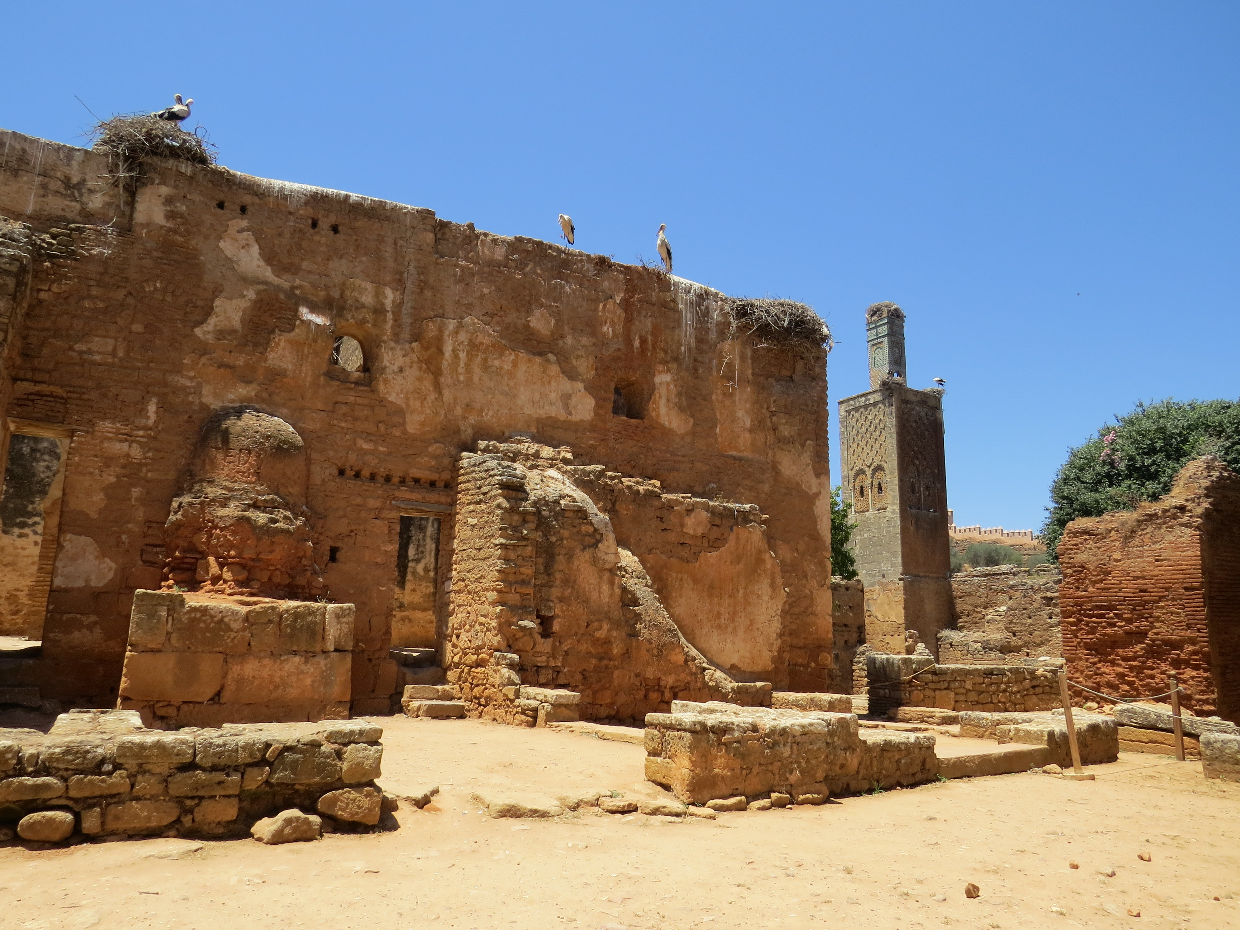 Nécropole de Chellah à Rabat, les cigognes gardent les ruines 