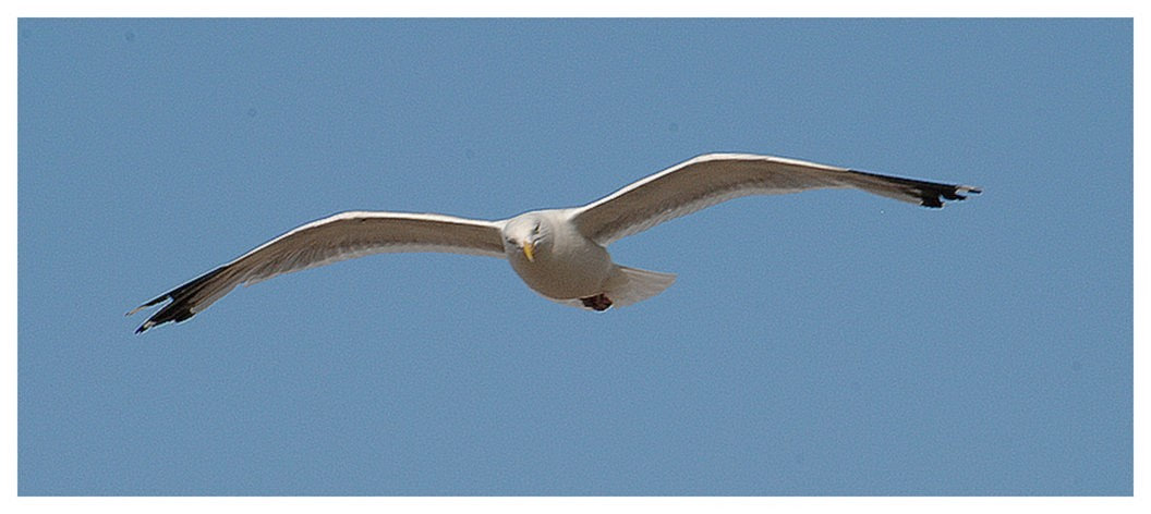 Les mouettes de Veule les Roses E63l