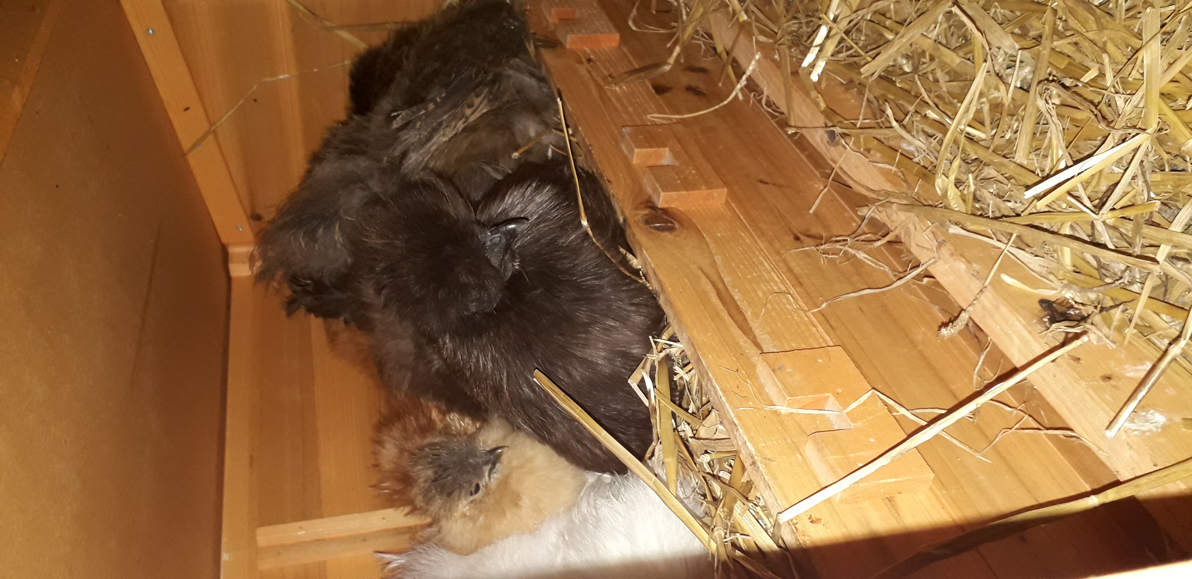 Poules soie et poulailler  Gujx