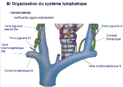 Système Lymphatique - UE5 Anatomie - Tutorat Associatif Toulousain