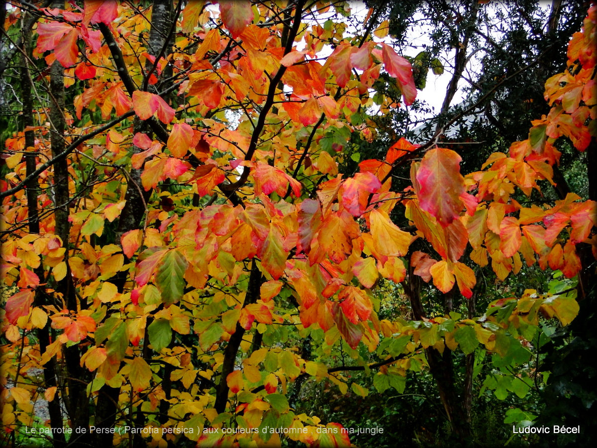 Parrotia persica - arbre de fer - Page 2 At44