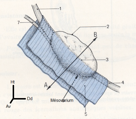 Ovaire sous-péritonéal en latéral - UE5 Anatomie - Tutorat Associatif  Toulousain