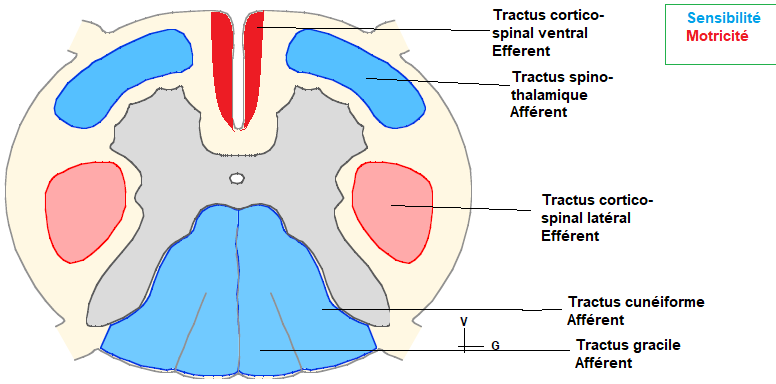 Nerfs Crâniens - UE5 - Anatomie - Tutorat Associatif Toulousain