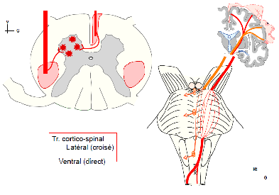 Nerfs Crâniens - UE5 - Anatomie - Tutorat Associatif Toulousain