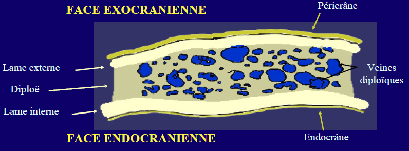 histologie de la moelle épinière de la dure mère