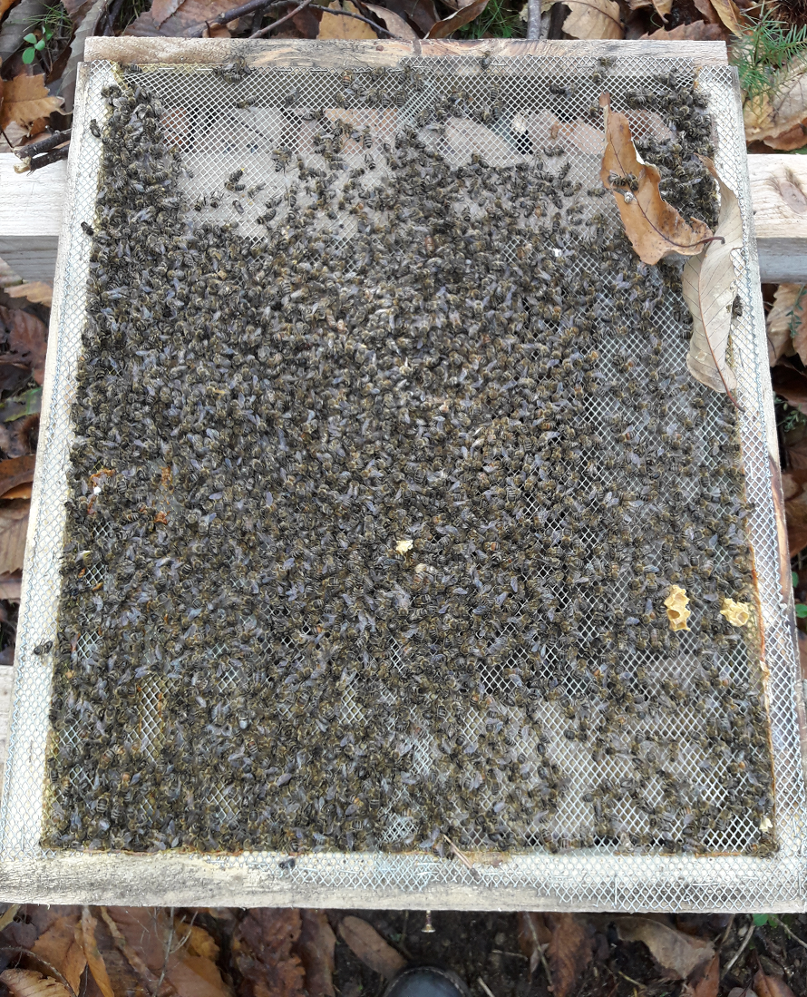 Acide oxalique en feuillets - La ruche Warré