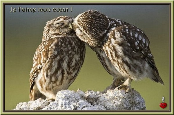 -------------------------------------------------------------superbes images d'oiseaux amoureux. dans oiseaux zshd