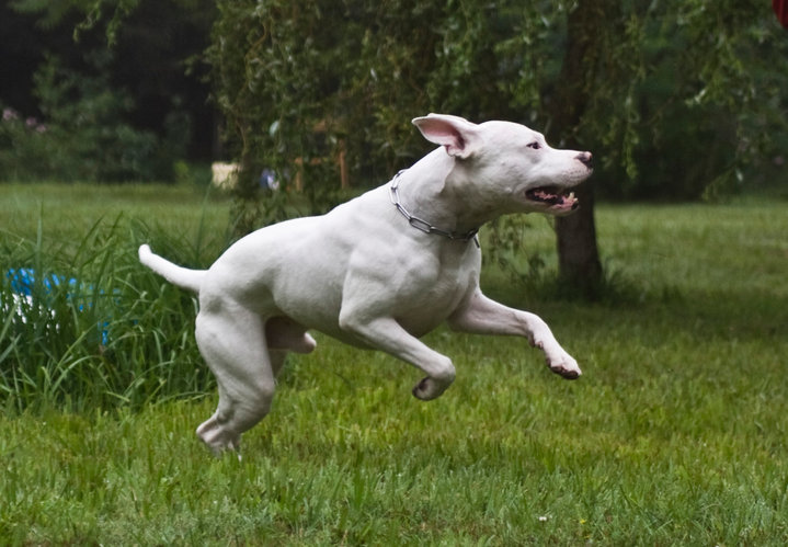 Concours photo chien en apesanteur 2012 809581820