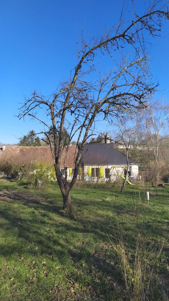 surgreffage d'un pommier avec une bonne cicatrisation  Arbre de jardin,  Arbre fruitier, Idées de jardinage