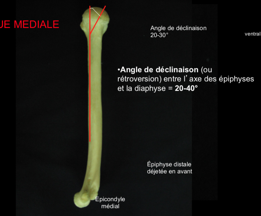 Angle de déclinaison - UE5 Anatomie - Tutorat Associatif Toulousain