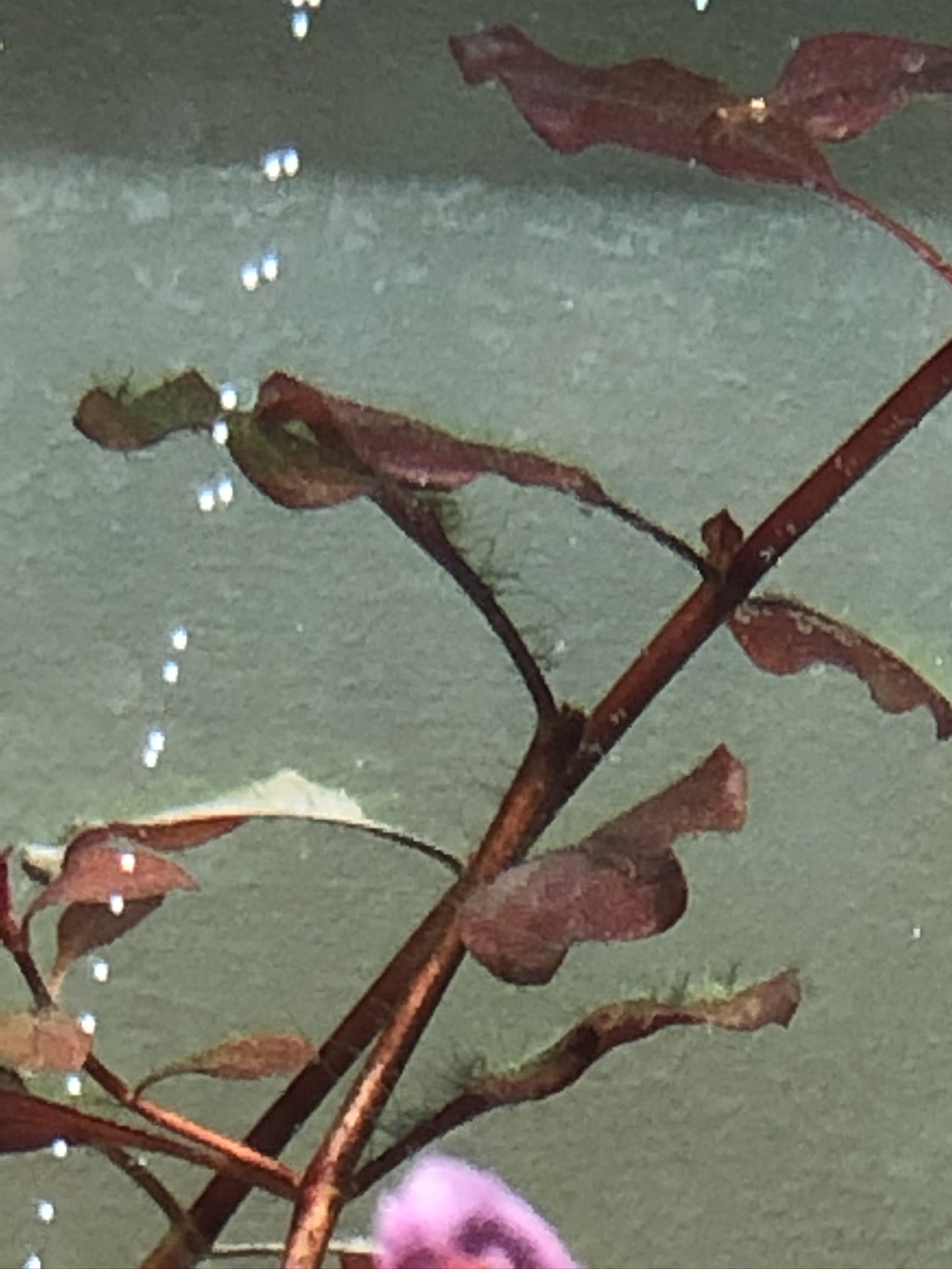 Vidéo algues AQUA Yipo