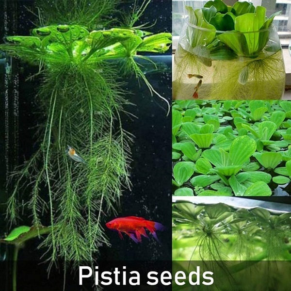 Plantes flottantes - Pistie ou Laitue d'eau - Pistia stratiotes 2h9c