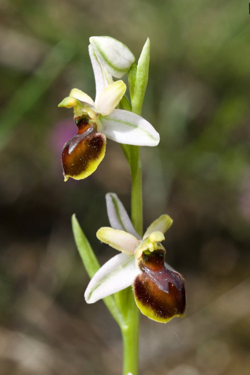 votre Plus joli Ophrys Araneola/litigiosa  Mdoi