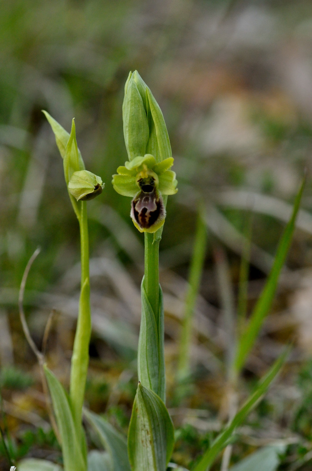 votre Plus joli Ophrys Araneola/litigiosa  Yxxa