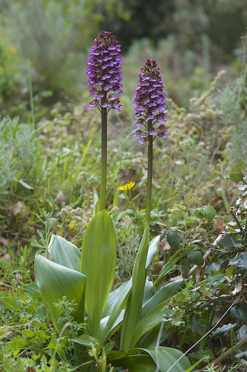 Votre plus bel Orchis purpurea 2sb7