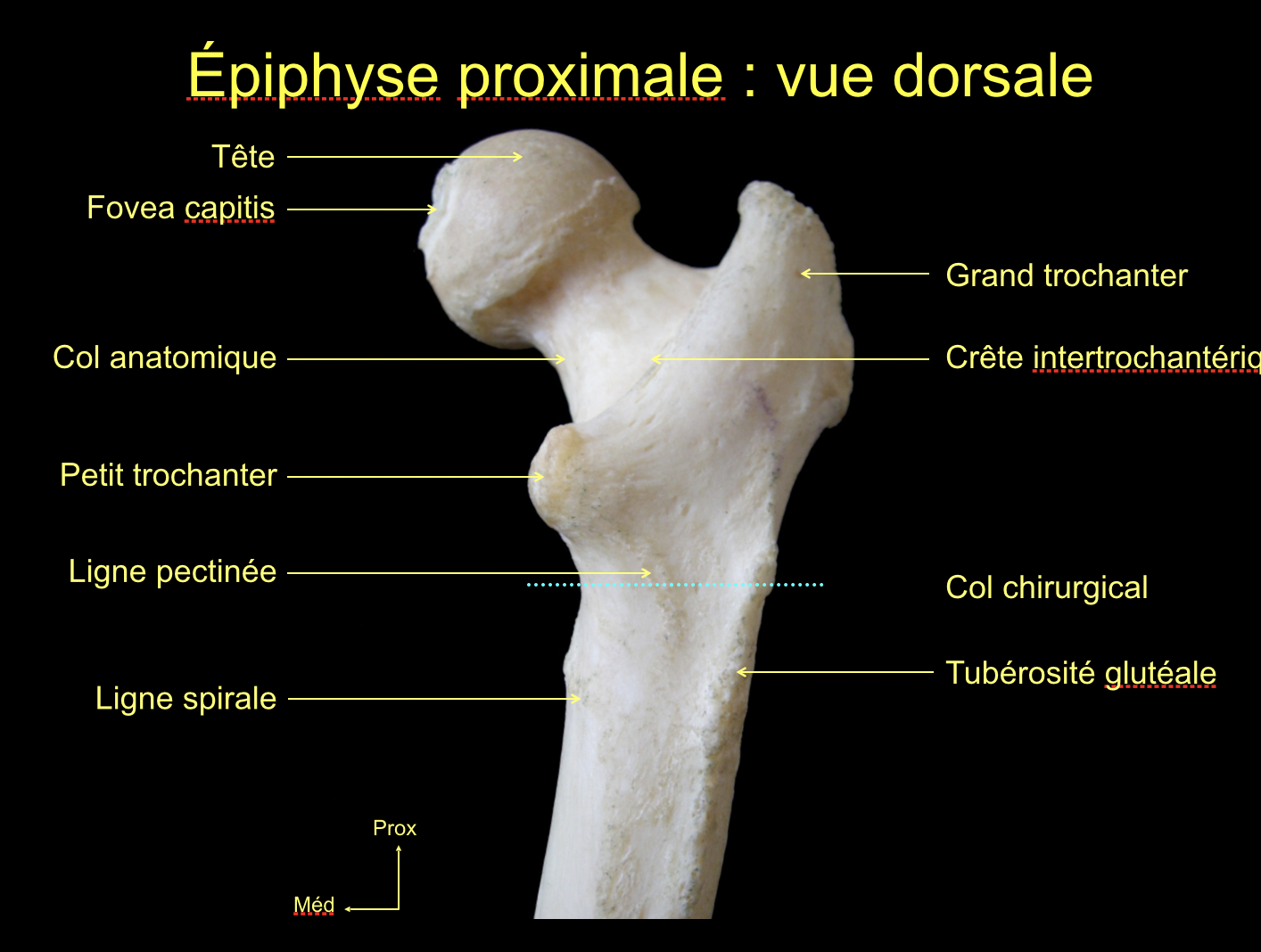 saillies articulaires col anatomique / chirurgical UE5 Anatomie