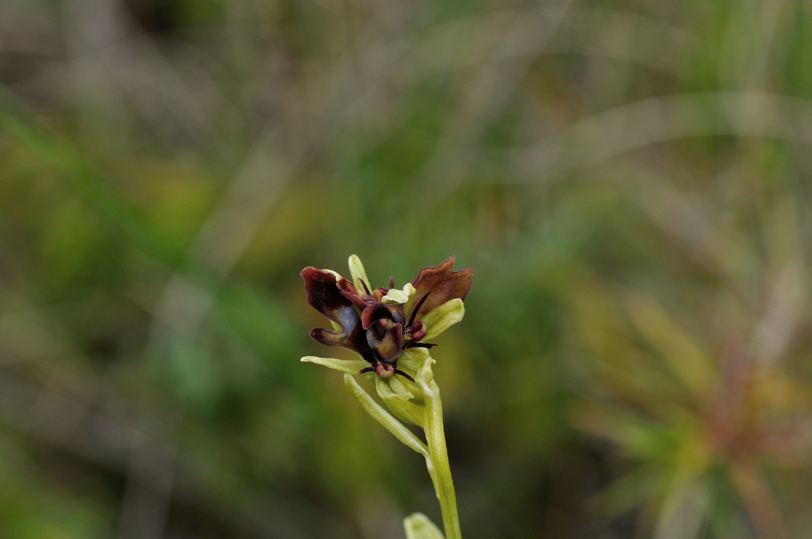  Votre plus bel Ophrys insectifera & Co Ouj0