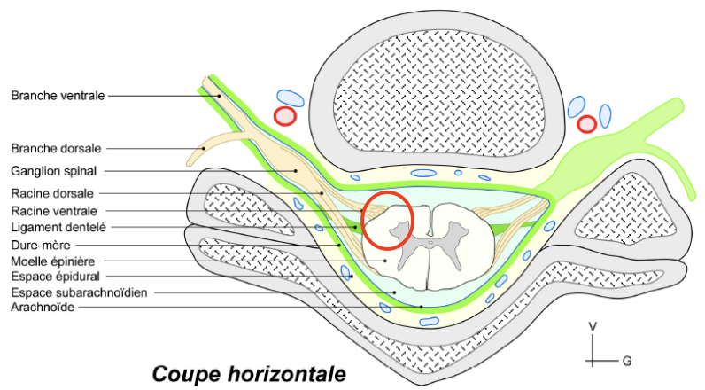 Question Qcm Moelle épinière Ue5 Anatomie Tutorat Associatif Toulousain 9239