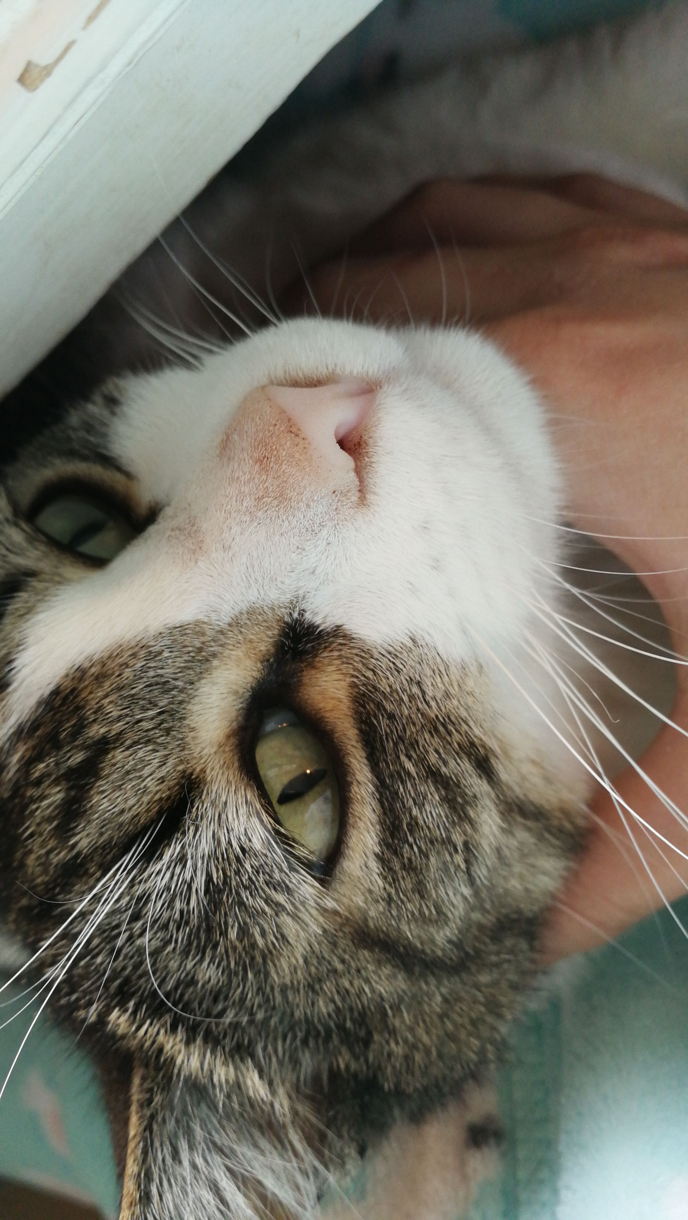 My cat's nose is strangely pale r/AskVet