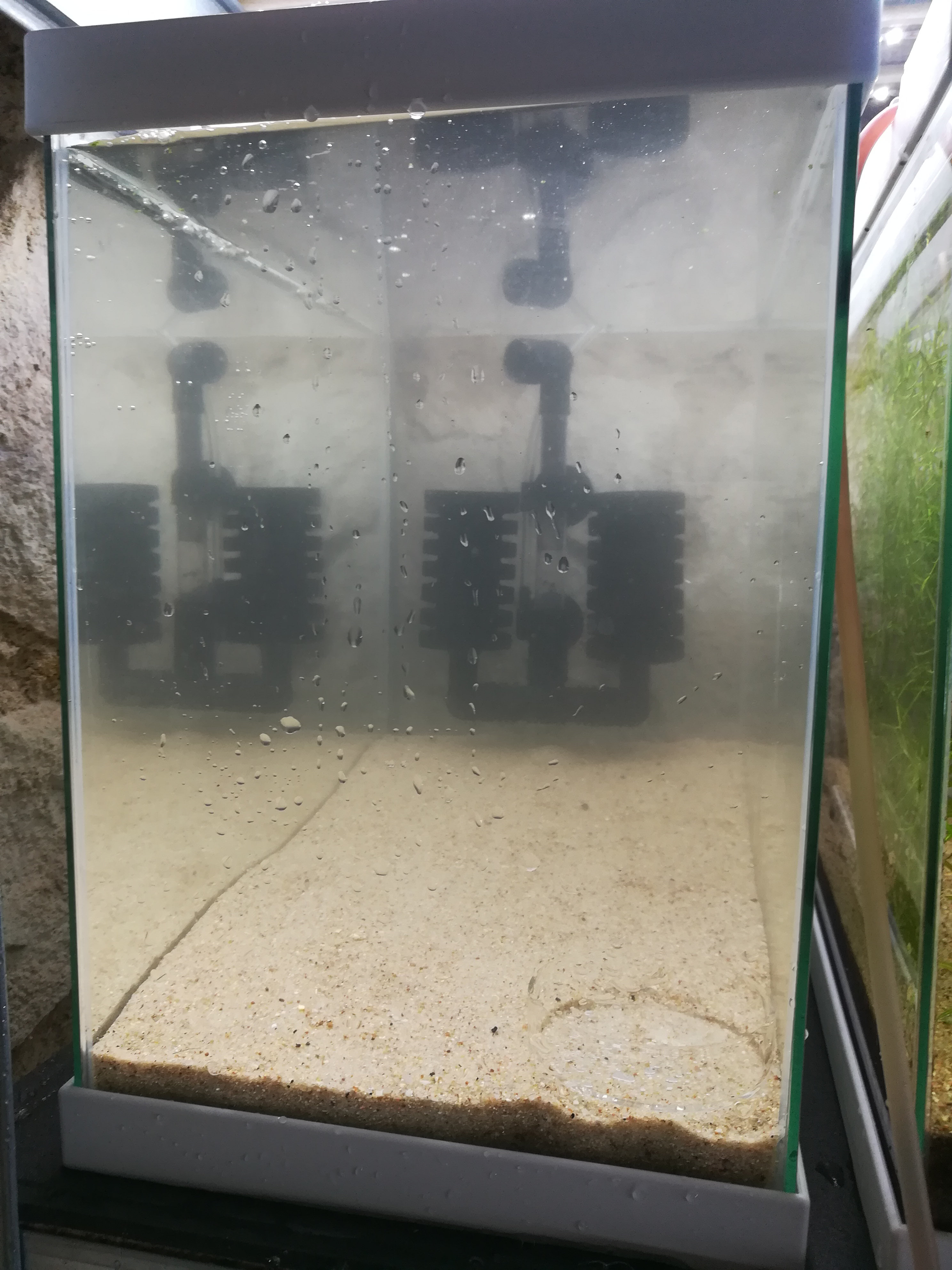 [Tuto] Mettre en eau un bac pour crevettes (Neocaridina), le guide illustré W51m