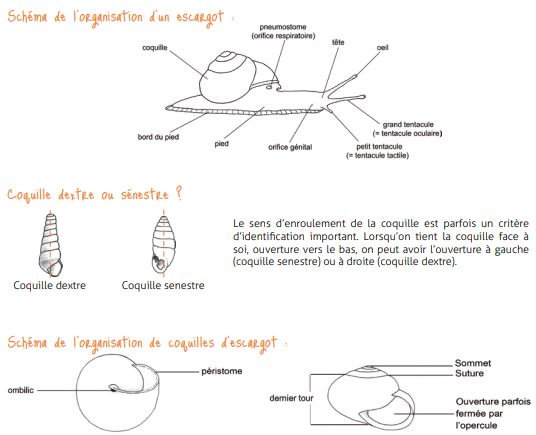 petit guide des escargots D9c5