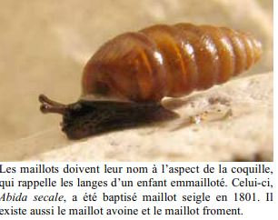 petit guide des escargots V3jg