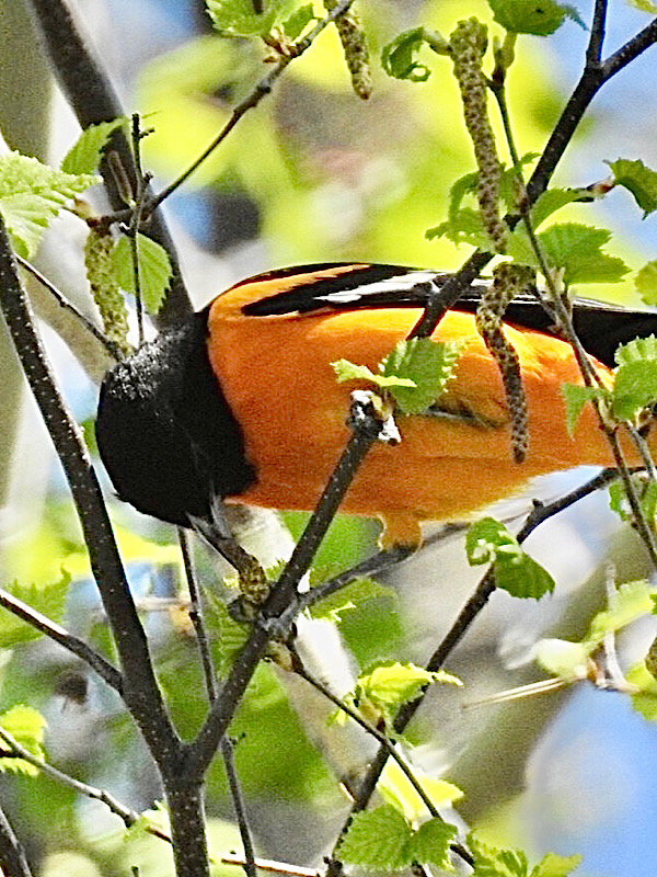 Oriole de Baltimore de L’Assomption. J18l