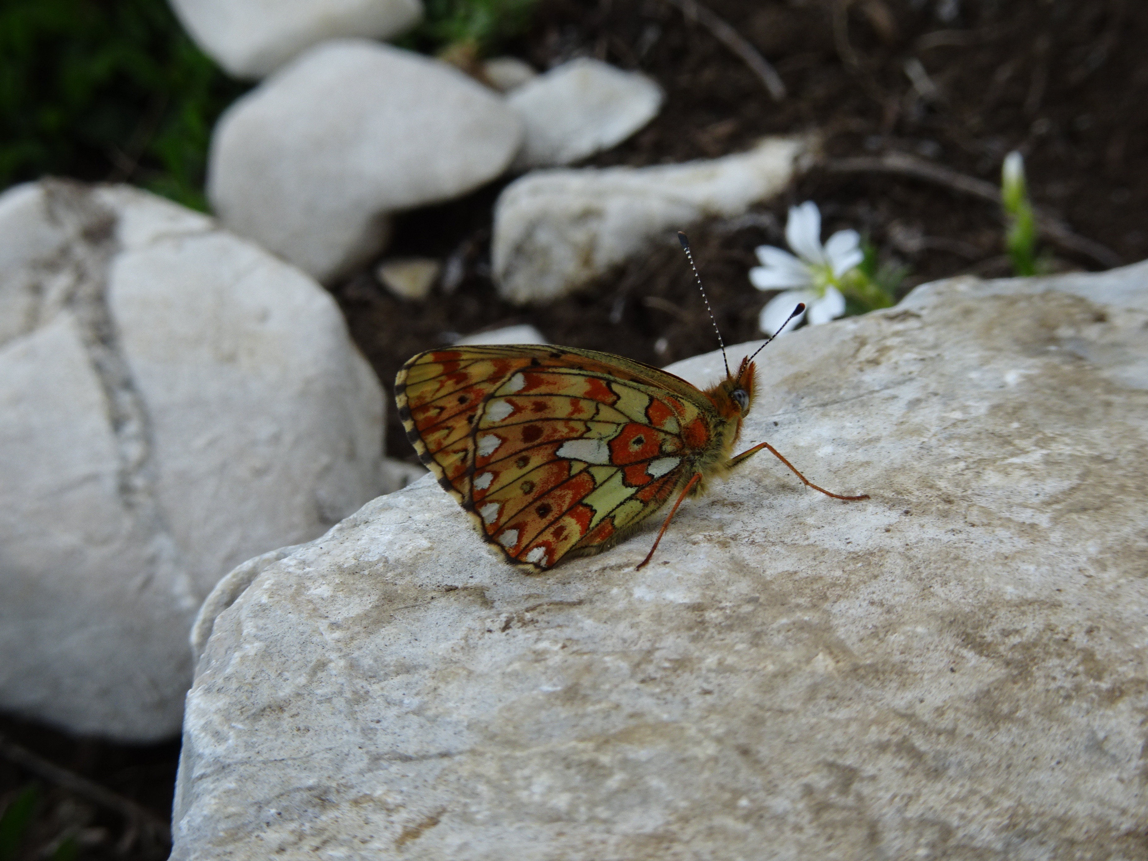 [Boloria euphrosyne] Mélité, damier, nacré ? 8zdy