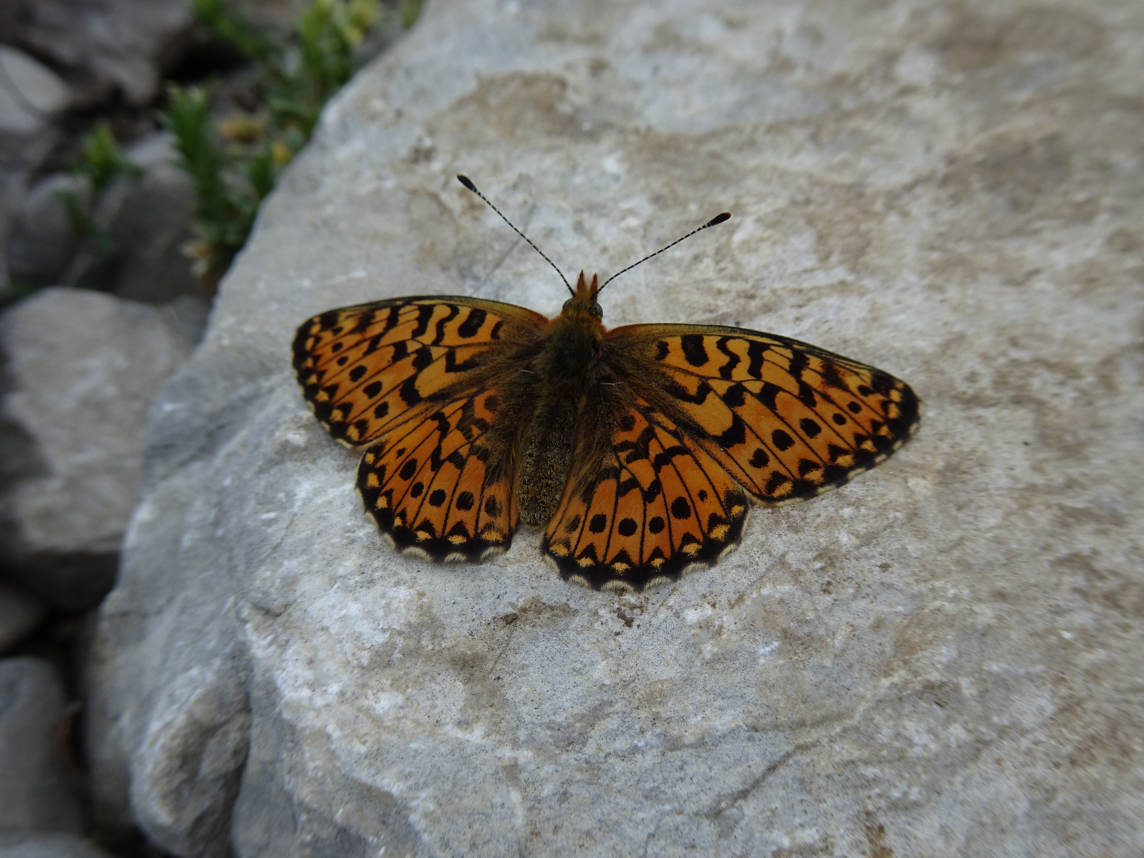 [Boloria euphrosyne] Mélité, damier, nacré ? S57e