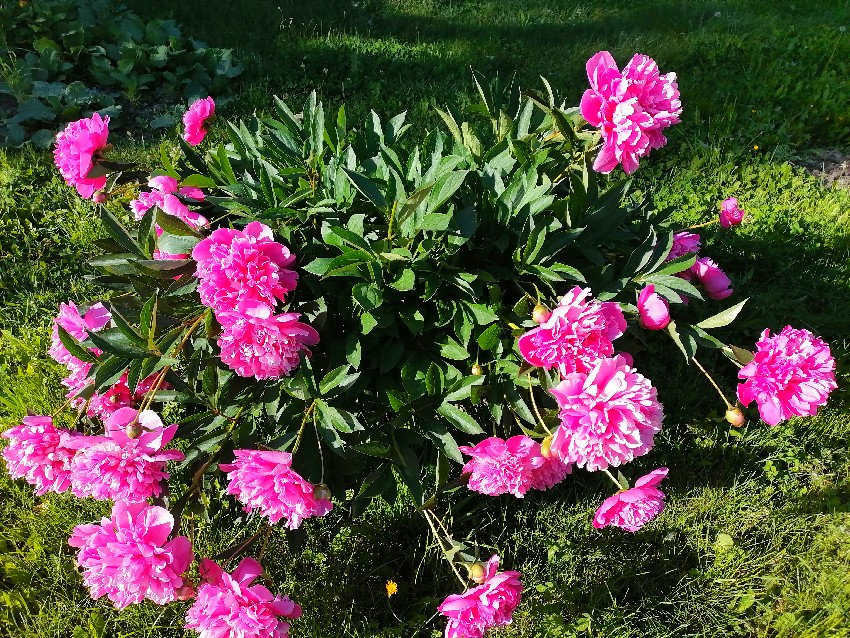 Les Fleurs Du Jardin De Nicole 01