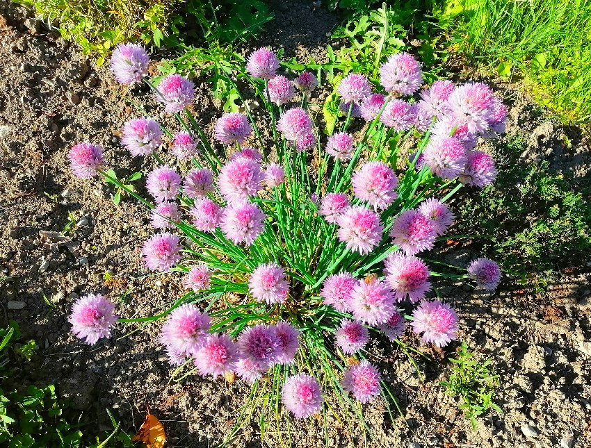 Les Fleurs Du Jardin De Nicole 01