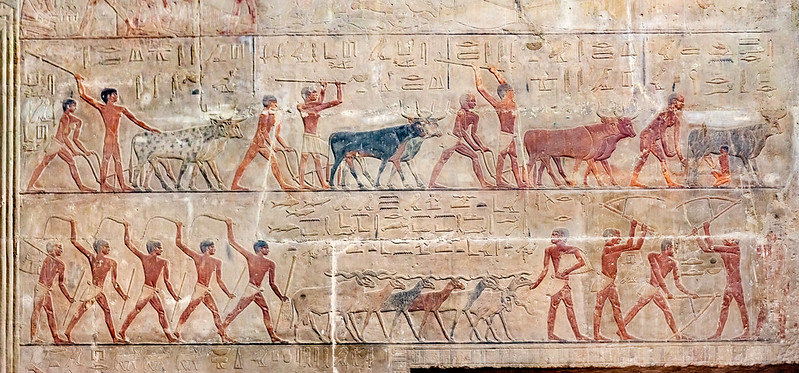 Représentation de l'élevage - mastaba de Ty - Saqqarah