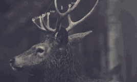 gif-cerf-3.gif